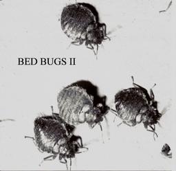 Bed Bug Scale